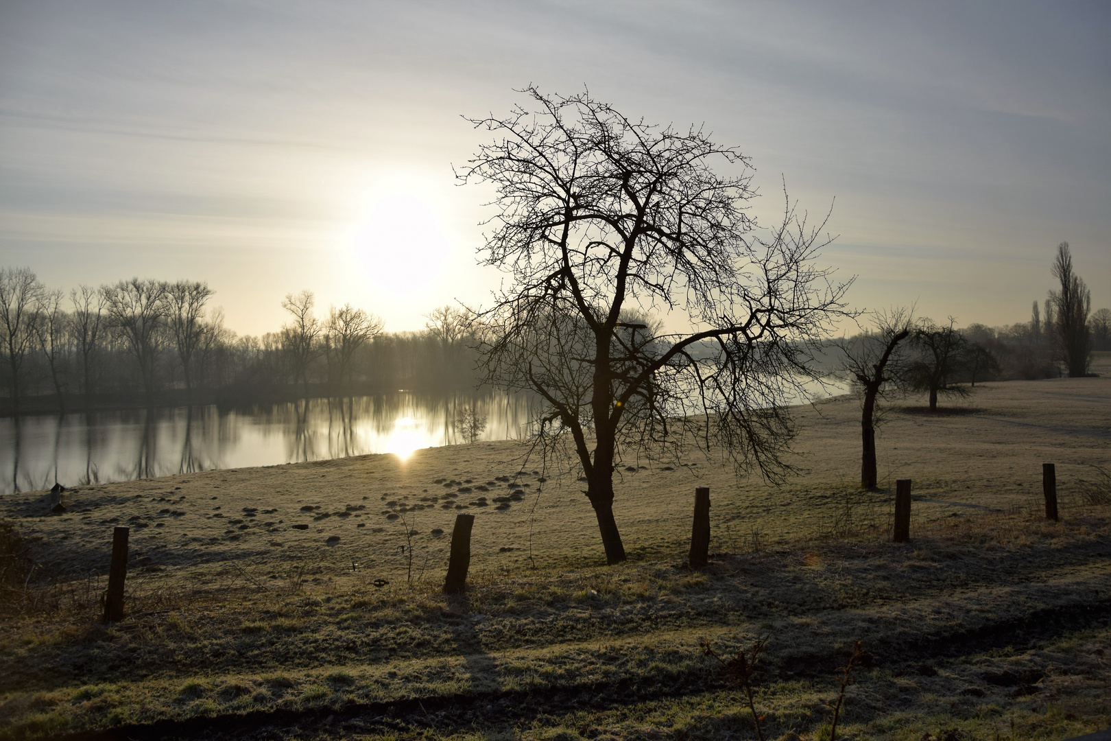 Einsamer Baum im Sonnenaufgang