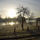 Einsamer Baum im Sonnenaufgang