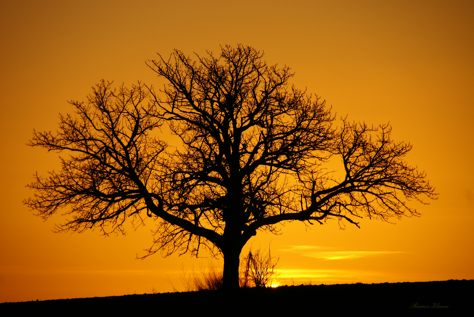 Einsamer Baum im Sonnenaufgang