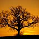 Einsamer Baum im Sonnenaufgang