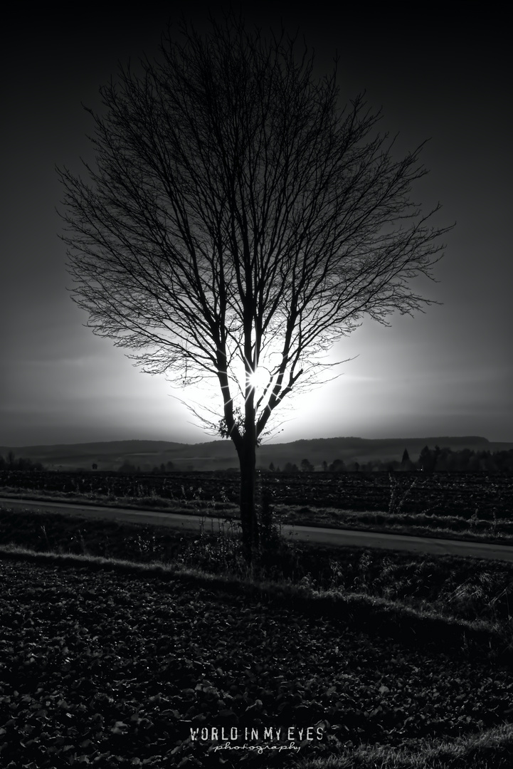 Einsamer Baum im Sonnenuntergang