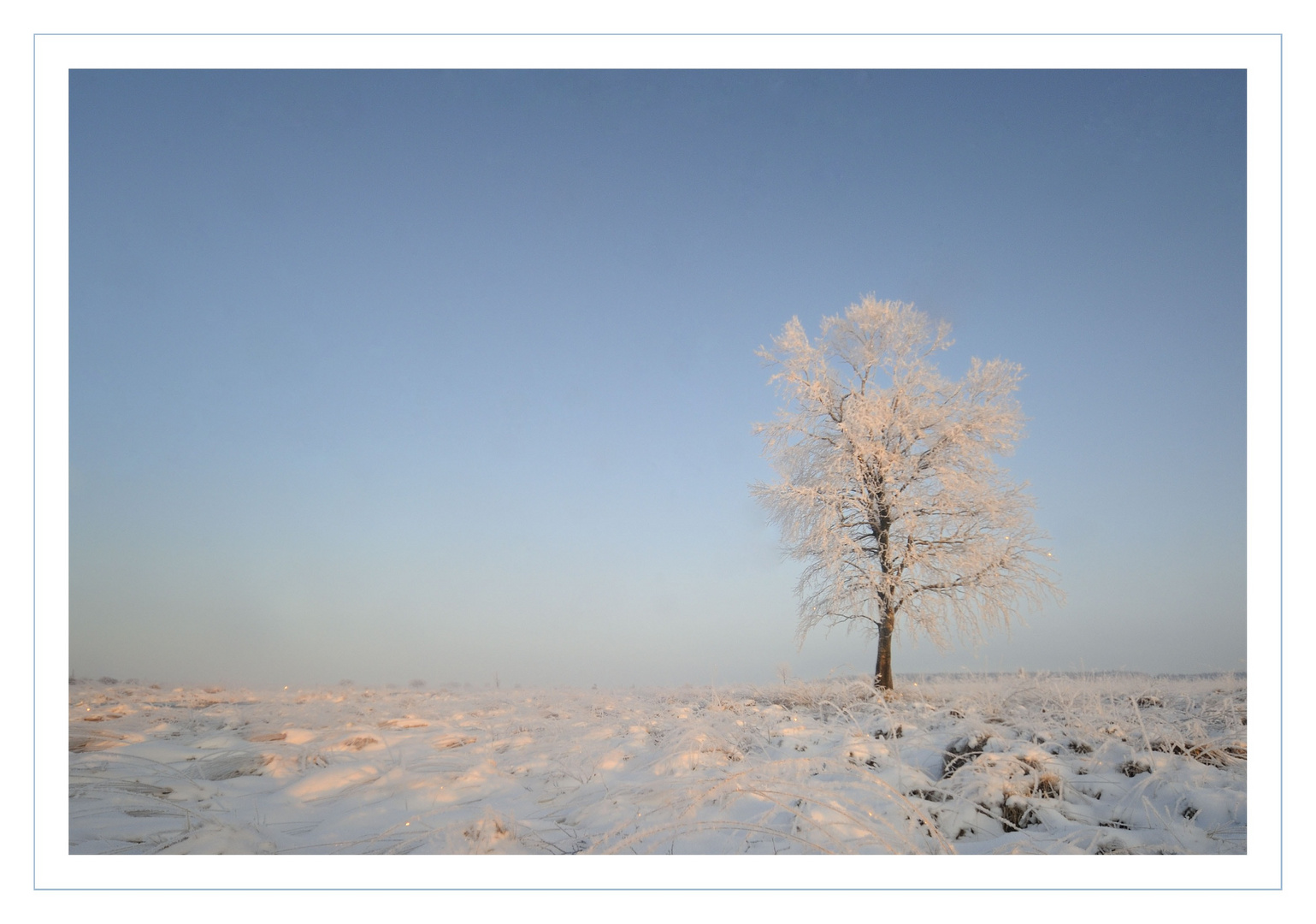 Einsamer Baum im Venn