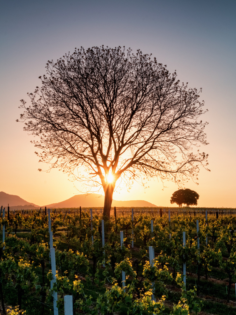 Einsamer Baum im Weinberg