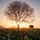 Einsamer Baum im Weinberg