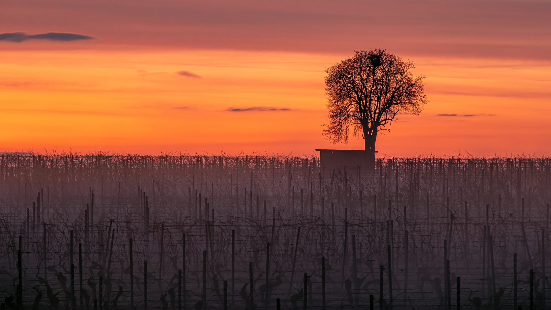 Einsamer Baum im Weinberg