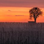 Einsamer Baum im Weinberg