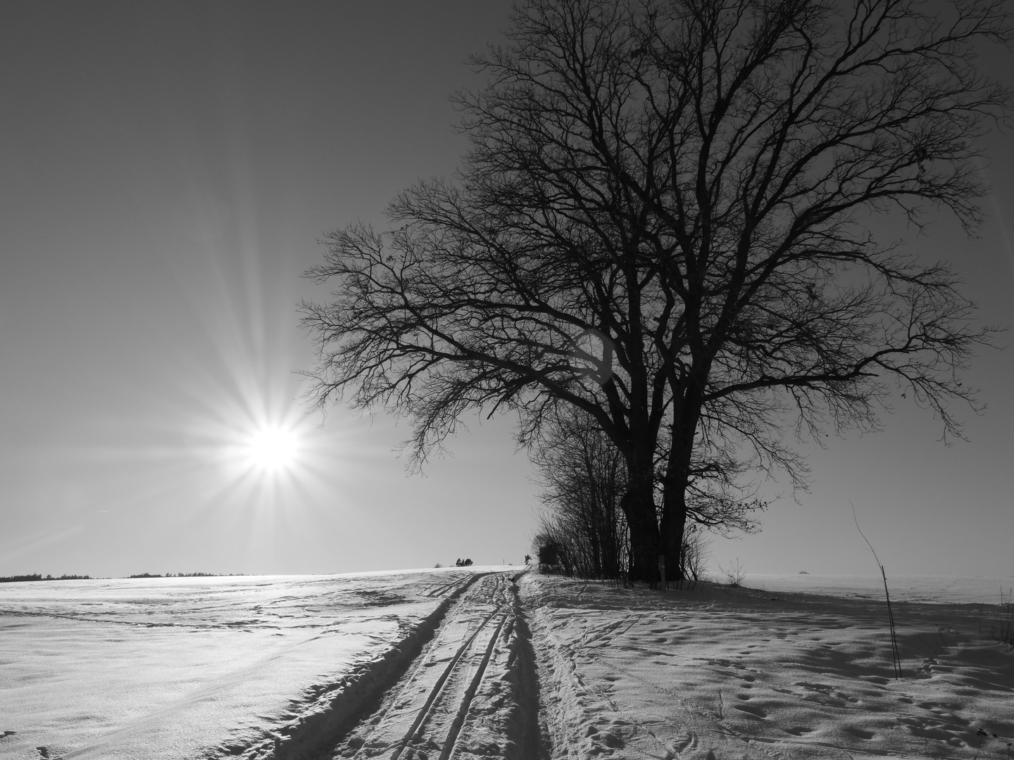 Einsamer Baum im Winter