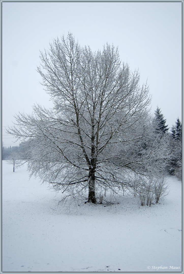 Einsamer Baum im Winter