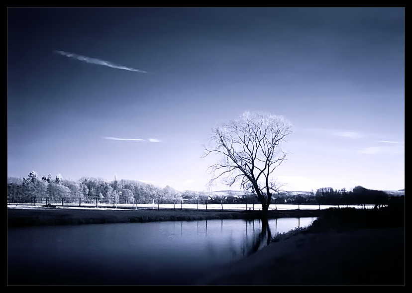 Einsamer Baum im Winter