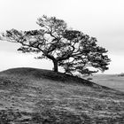 einsamer Baum in den Dünen