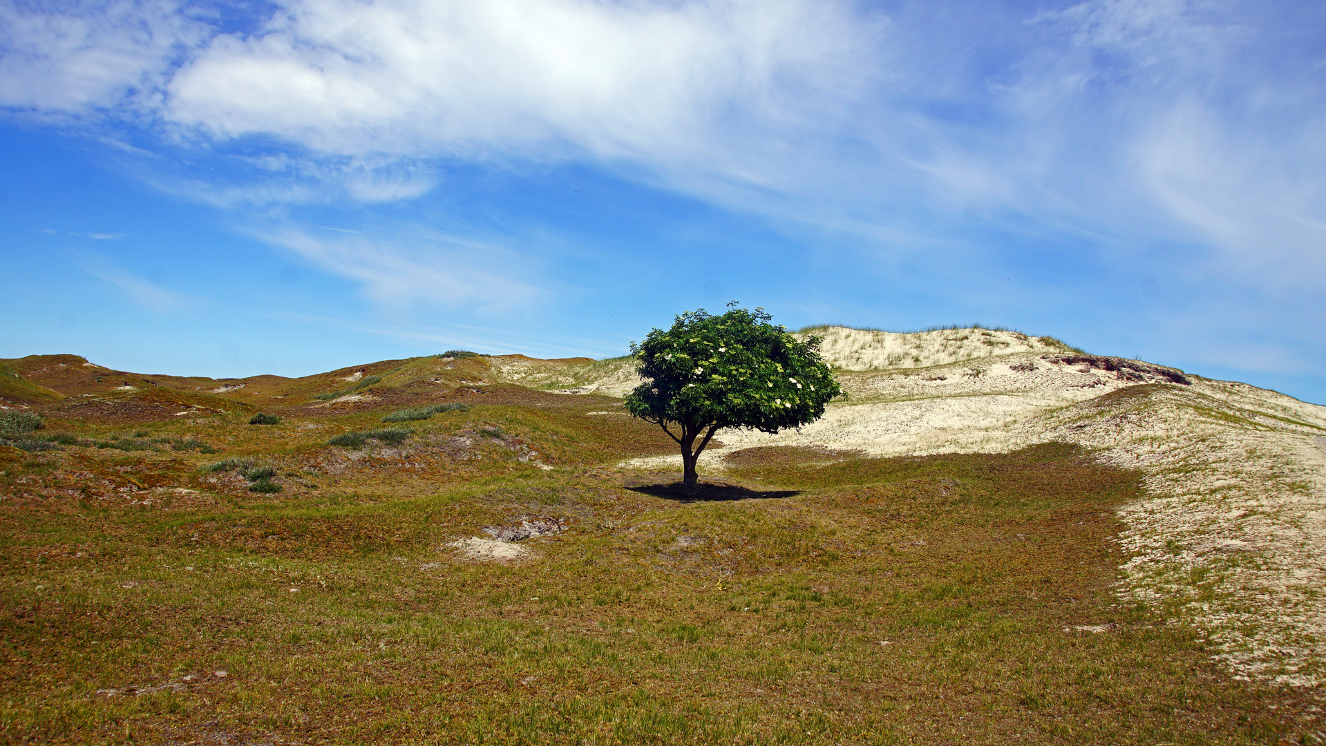 Einsamer Baum in den Dünen