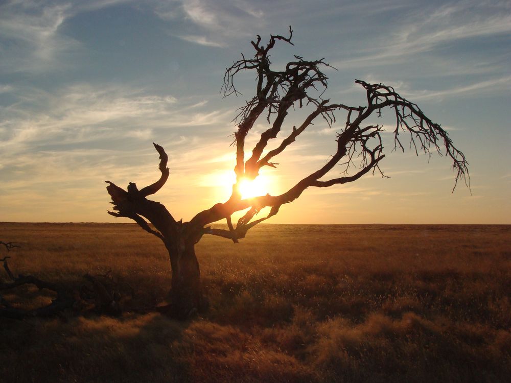 Einsamer Baum in der afrikanischen Savanne von Wonnyz 