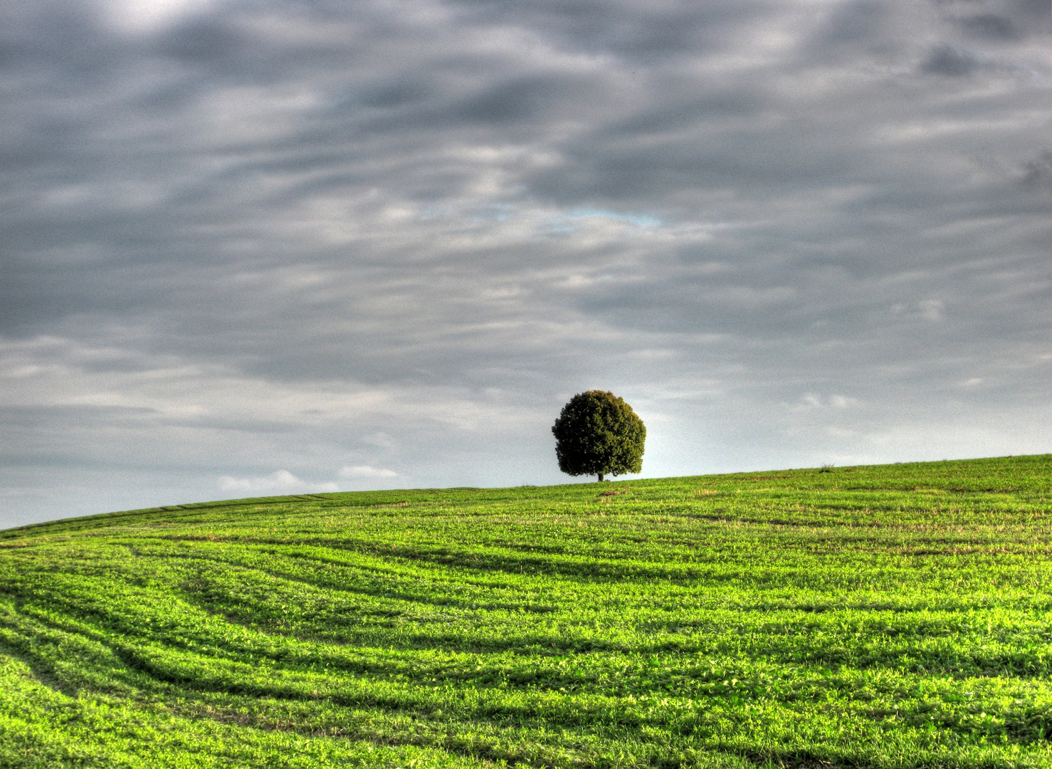 Einsamer Baum in der Anflugschneise