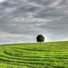 Einsamer Baum in der Anflugschneise