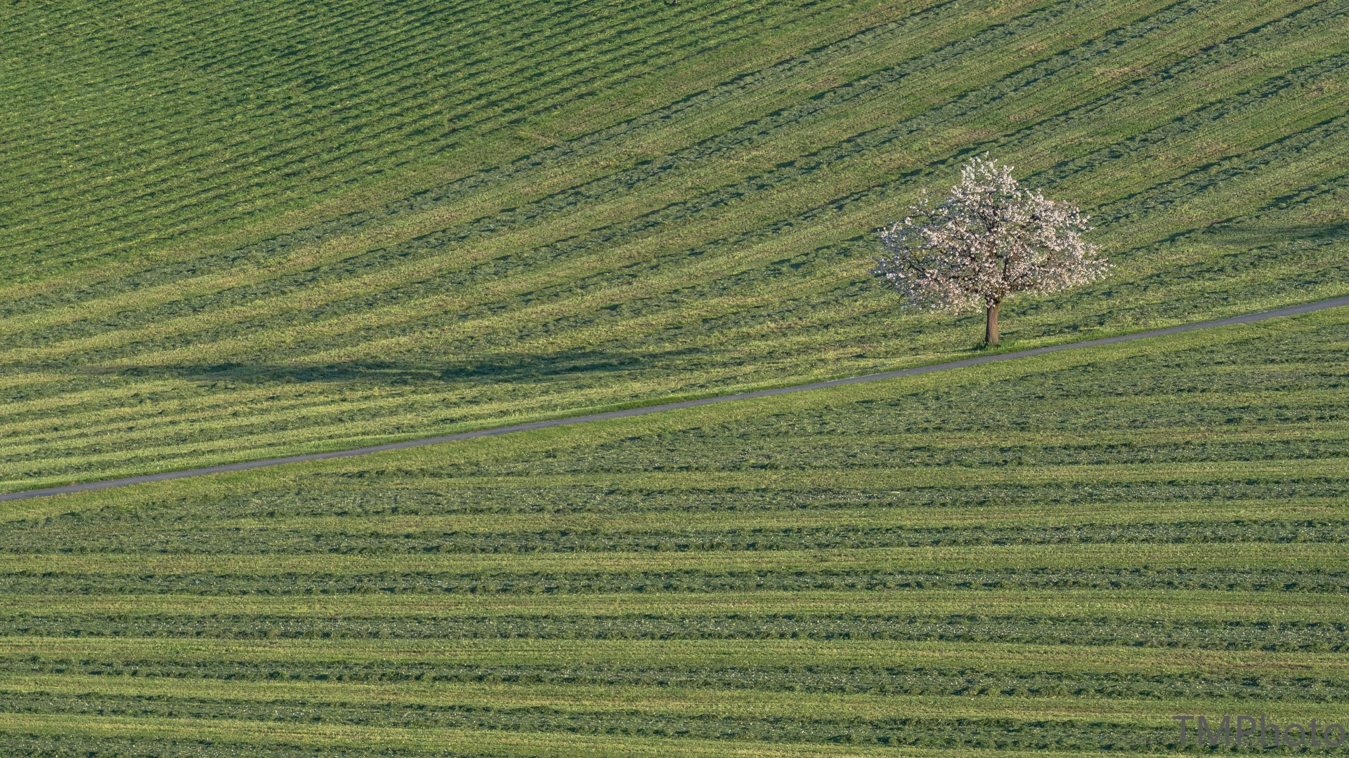 Einsamer Baum in der Blüte