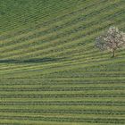 Einsamer Baum in der Blüte