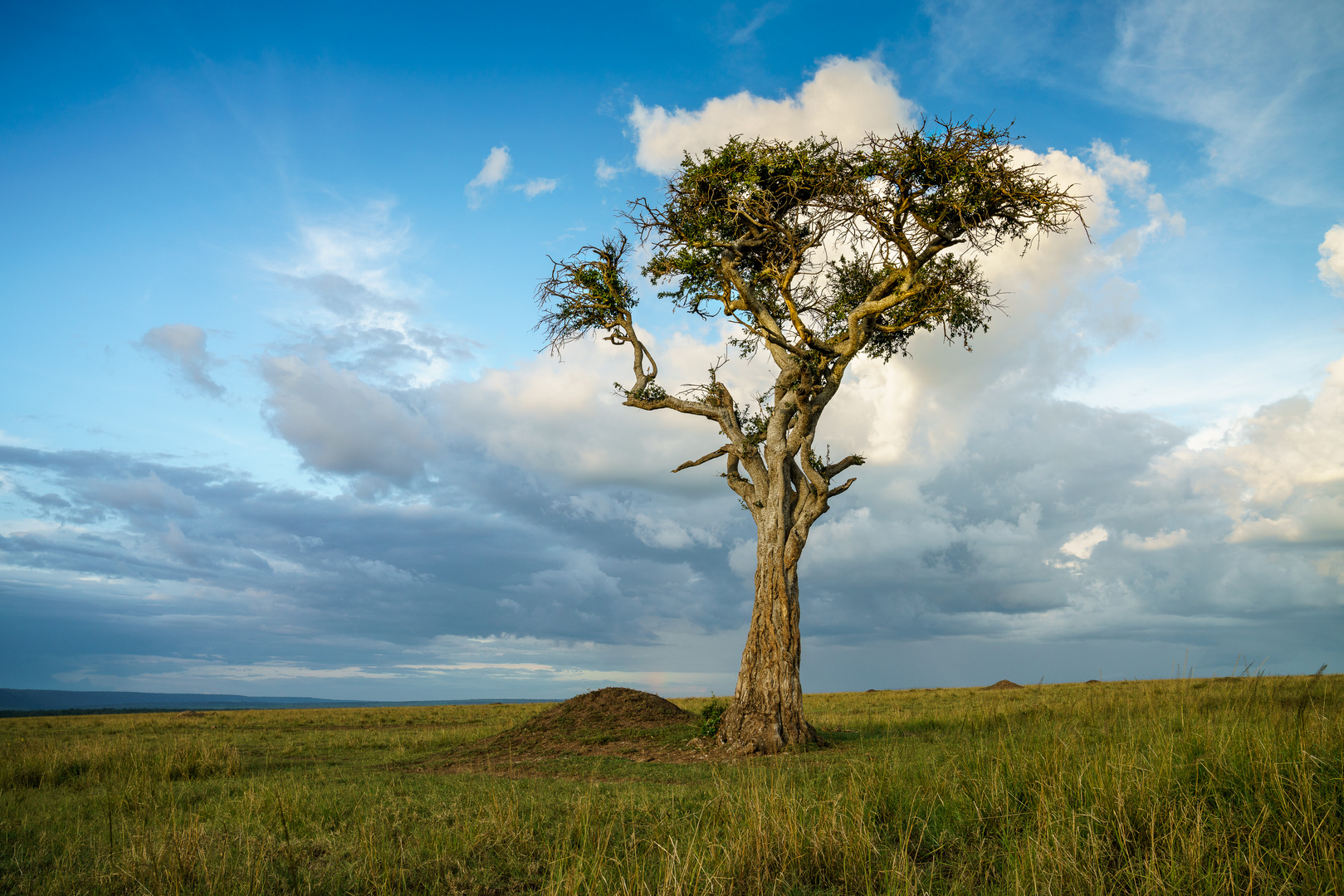 Einsamer Baum in der Mara