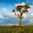 Einsamer Baum in der Mara