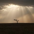 Einsamer Baum in der Masai Mara