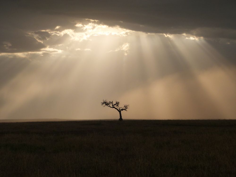 Einsamer Baum in der Masai Mara