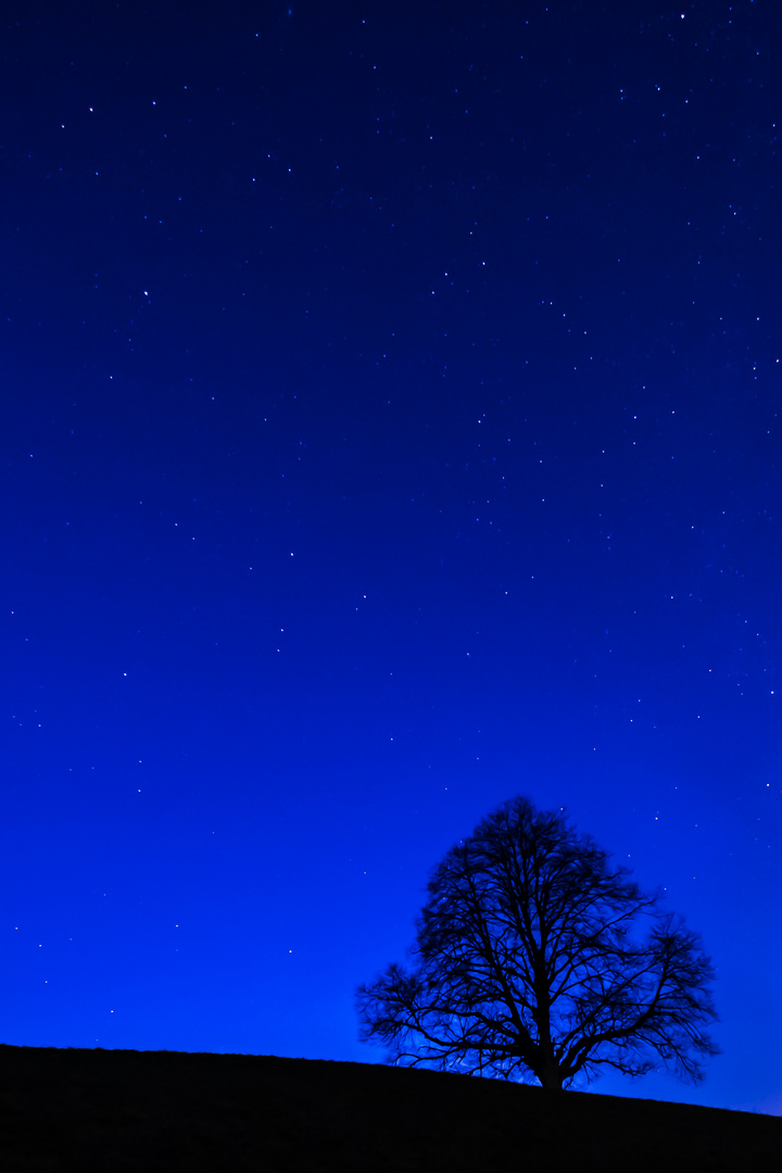 Einsamer Baum in der Nacht