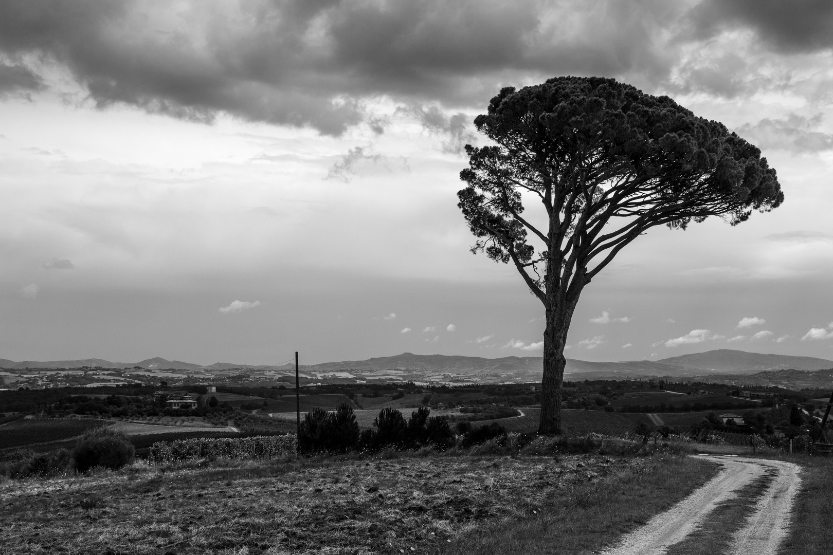 Einsamer Baum in der Toskana