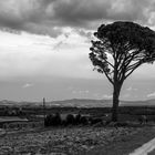 Einsamer Baum in der Toskana