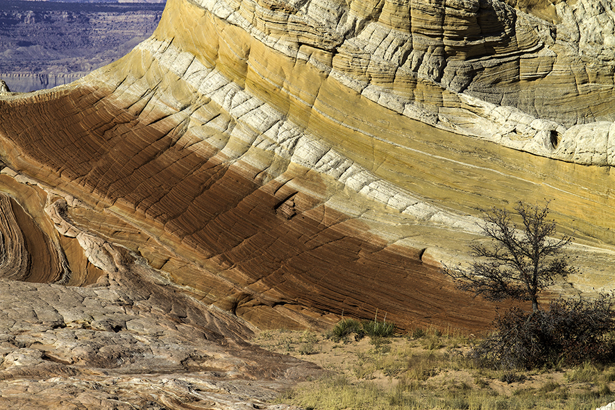 einsamer Baum in der White Pocket, Vermillion Cliffs Wilderness, Arizona, USA