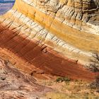 einsamer Baum in der White Pocket, Vermillion Cliffs Wilderness, Arizona, USA