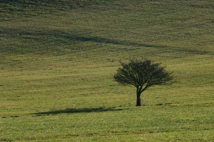 Einsamer Baum in der Wintersonne