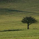 Einsamer Baum in der Wintersonne