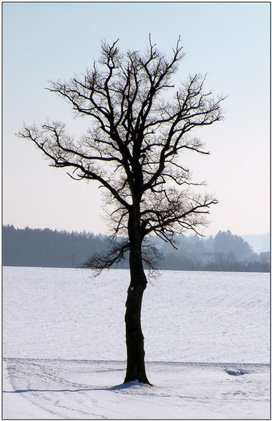 Einsamer Baum in der Wintersonne