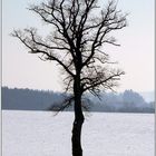 Einsamer Baum in der Wintersonne