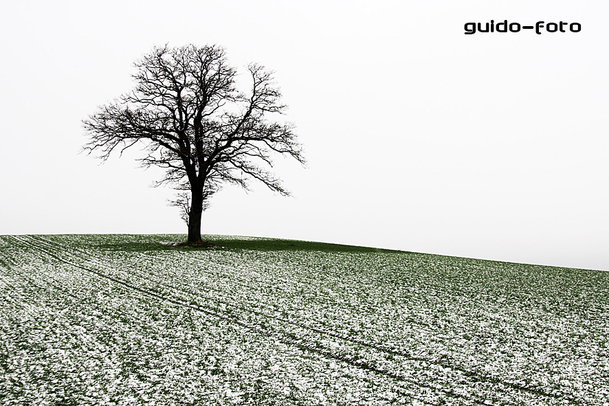 Einsamer Baum in einsamer Landschaft