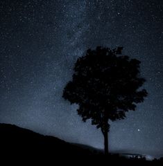 Einsamer Baum in finsterer Nacht