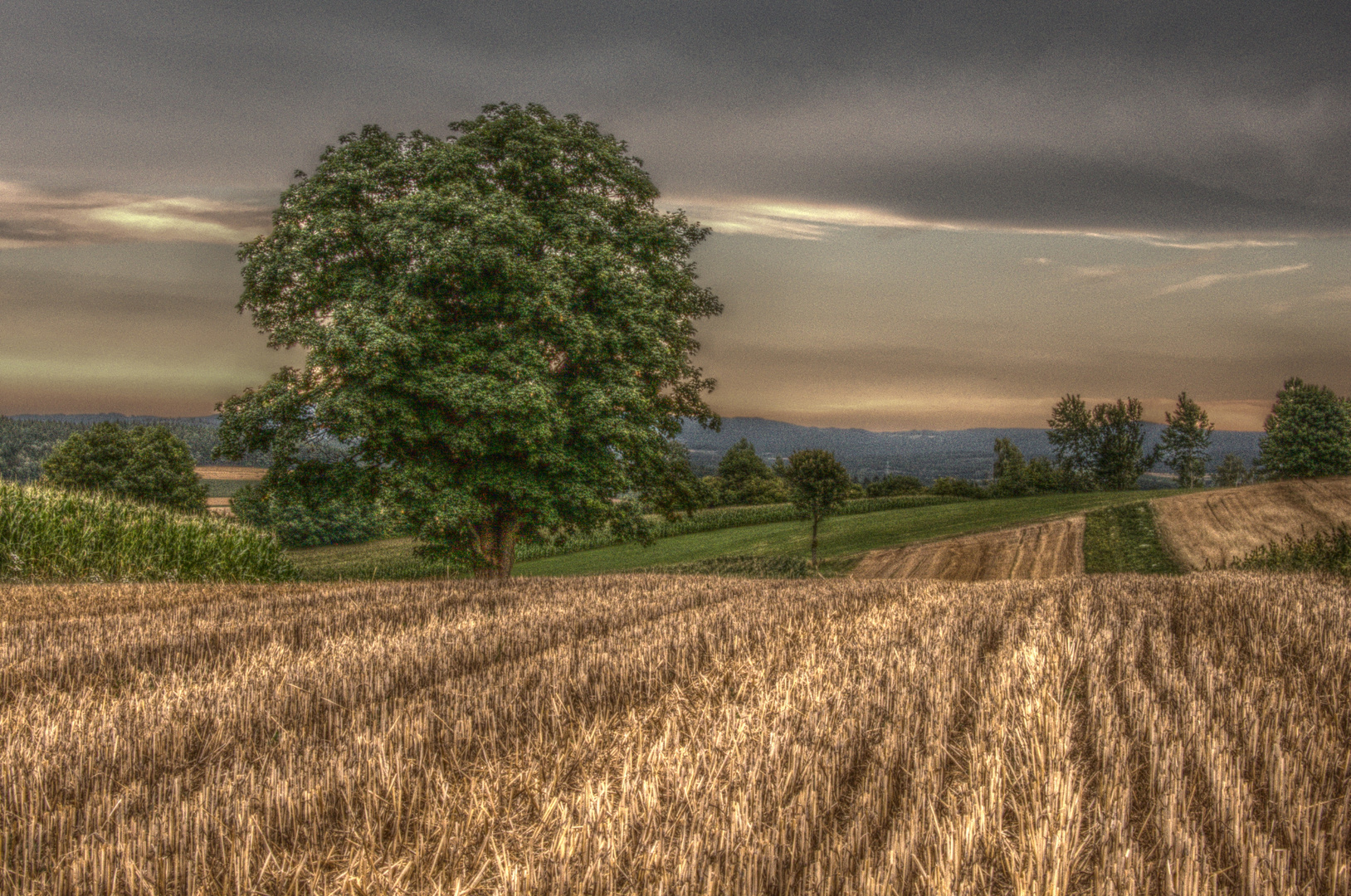 Einsamer Baum in HDR