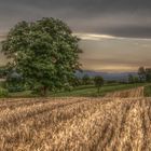 Einsamer Baum in HDR