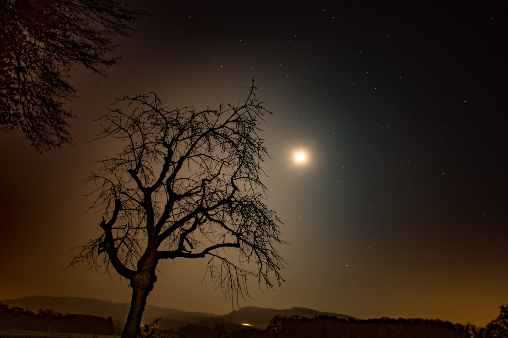 Einsamer Baum in kalter Sternennacht