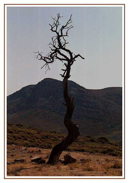 ...einsamer Baum in Kreta