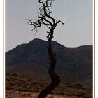 ...einsamer Baum in Kreta