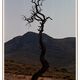 ...einsamer Baum in Kreta