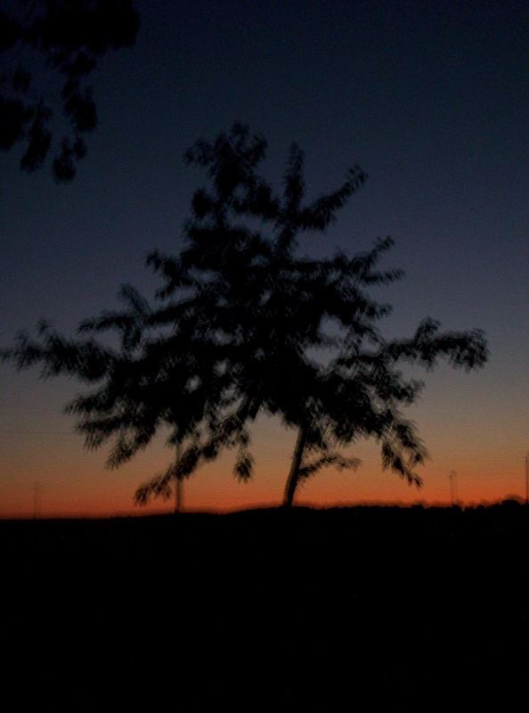 Einsamer Baum in Sonnenuntergang