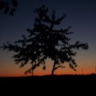 Einsamer Baum in Sonnenuntergang