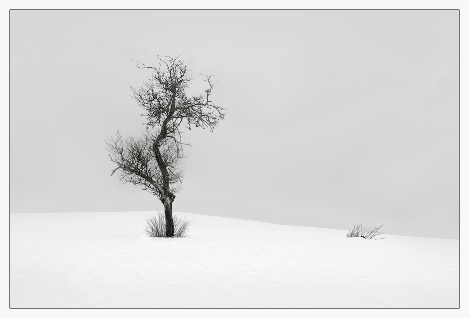 Einsamer Baum in Veldrom