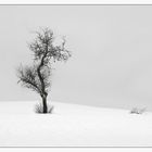 Einsamer Baum in Veldrom