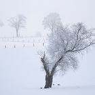 Einsamer Baum mit Nilgänsen