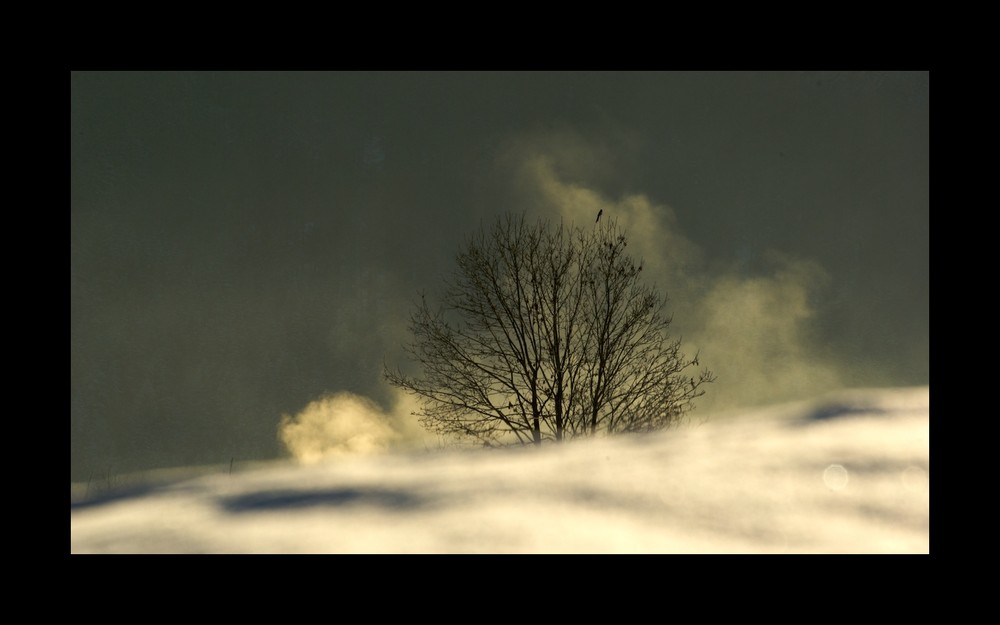 Einsamer Baum mit Vogel