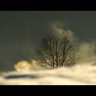 Einsamer Baum mit Vogel