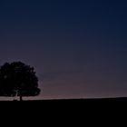 Einsamer Baum nach Sonnenuntergang