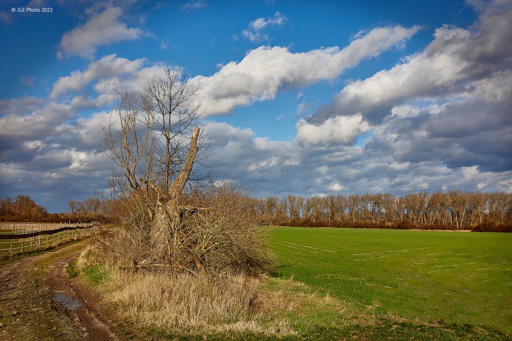 EInsamer Baum nahe Pferdekoppel